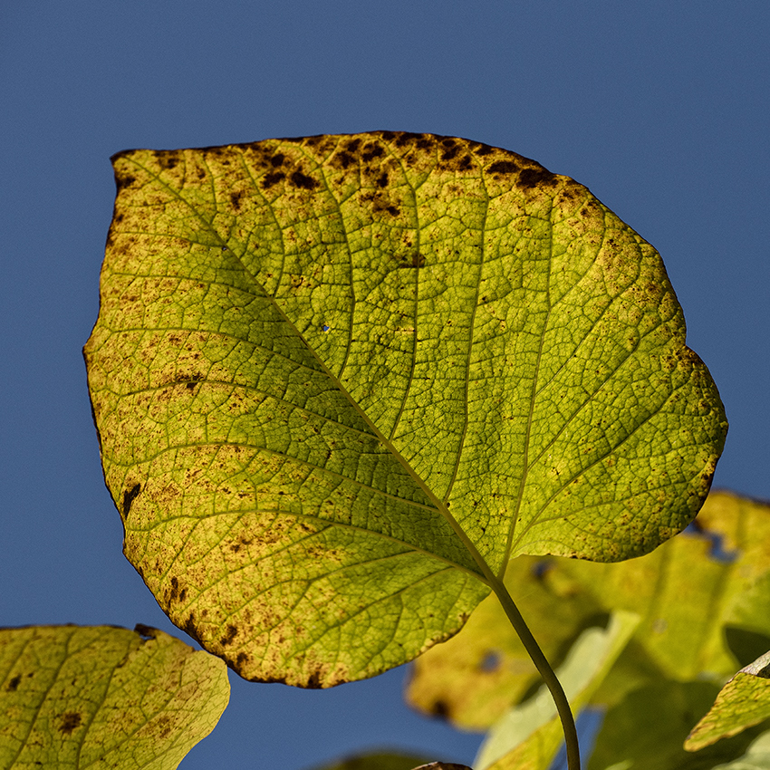 4711 WTL ZooviertelKA7_6792 als Smartobjekt-1 Kopie.JPG